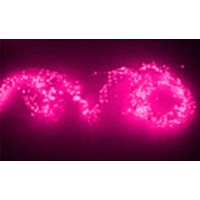 Светодидоная гирлянда "Лоза" 200LED, 12V, 5W (розовый)